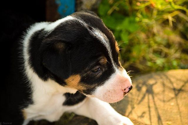 dog, pets, one animal, animal themes, domestic animals, mammal, focus on foreground, close-up, animal head, relaxation, indoors, looking away, portrait, lying down, resting, puppy, day, pet collar, no people