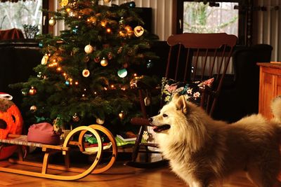 View of a dog on christmas tree at home