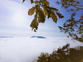 Low angle view of tree leaves against sky