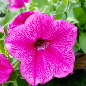 Close-up of pink flower