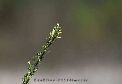 growth