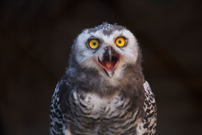 Close-up portrait of owl 