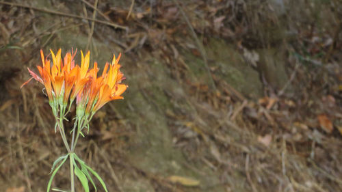 Close-up of flowers blooming in field