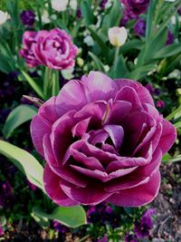 Close-up of pink rose