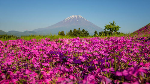 Purple flowering plants on land against sky