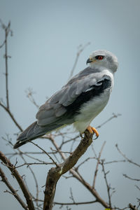 Black-shouldered kite in bare branches looking back
