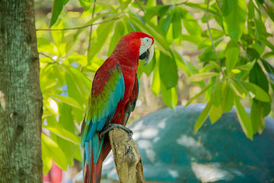 Close-up of parrot perching on tree