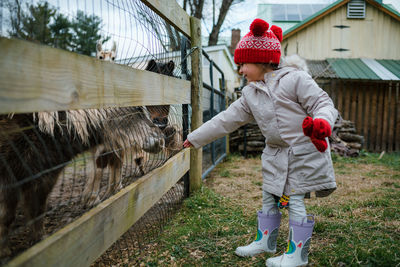 Young girl preschool age feeding pony and farm animals