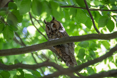 Low angle view of a bird on tree