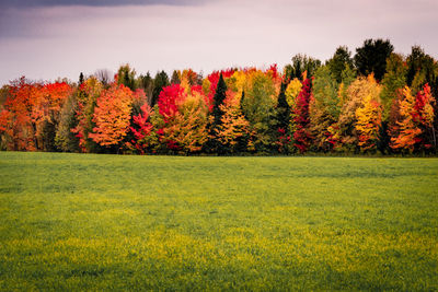 Scenic view of trees on field against sky during autumn