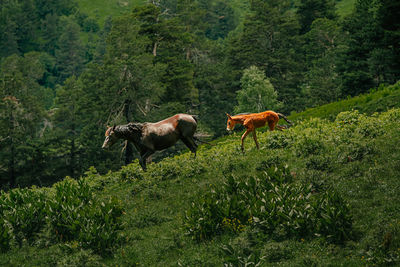 Horse standing on field