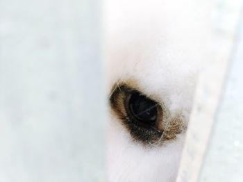 Cropped eye of dog