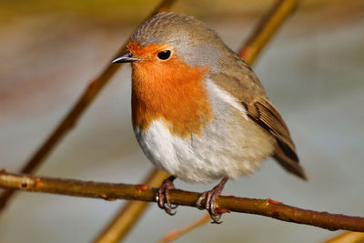 Close-up of bird perching on branch