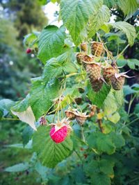 Close-up of berries growing on tree