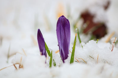 Close-up of purple crocus flowers in snow