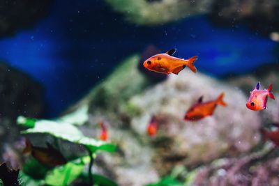 Close-up of fishes swimming in tank at aquarium