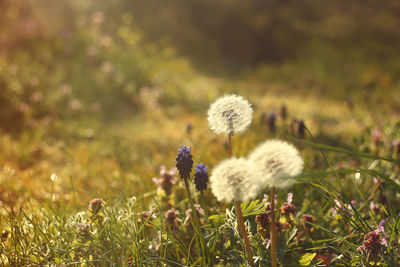 Close-up of dandelion flower on field