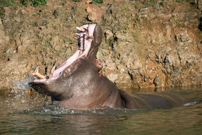 Hippopotamus with open mouth swimming in river by rock formation