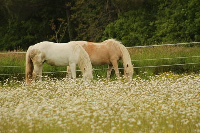 Horse grazing on field