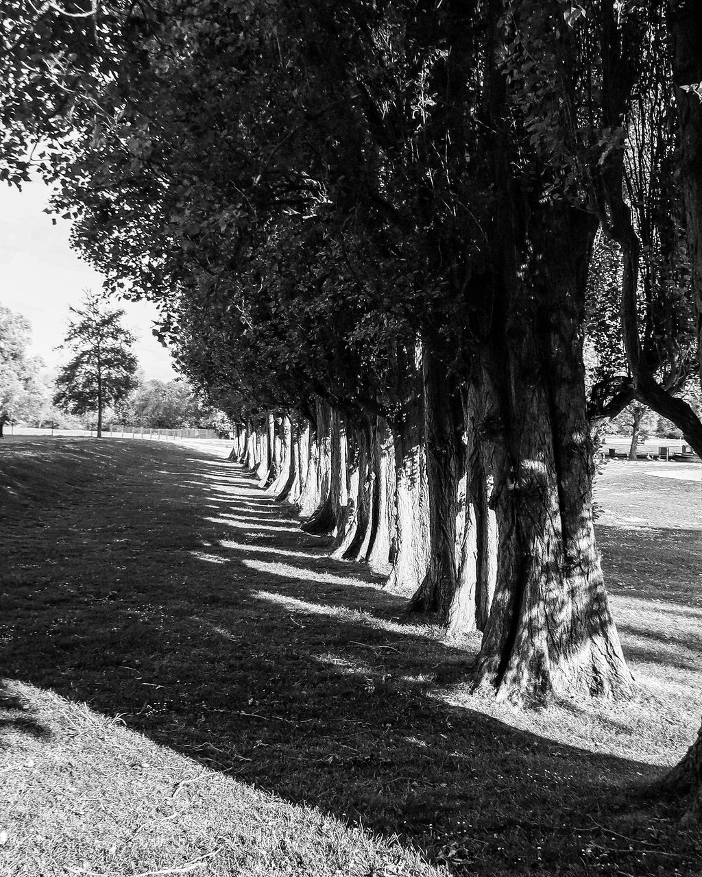 VIEW OF TREES IN THE PARK
