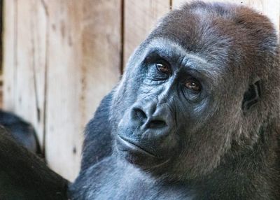 Close-up portrait of a monkey