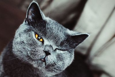 Close-up portrait of cat