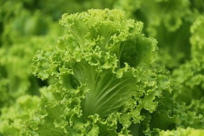 Close-up of fresh green plant