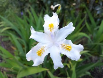 Close-up of flower blooming outdoors