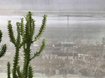 Plants growing in greenhouse