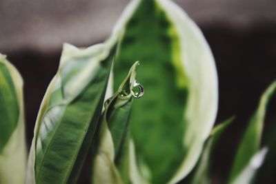 Close-up of insect on plant