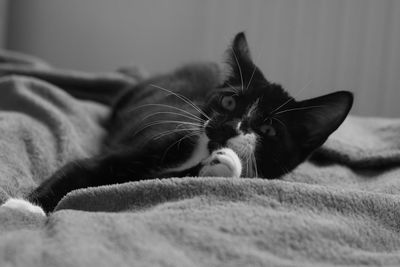 Close-up of a cat on bed