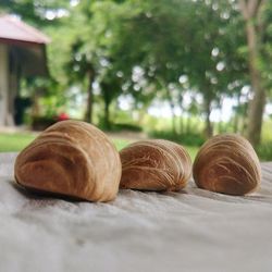 Close-up of bread on tree