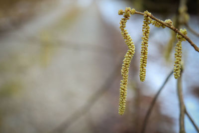 Close-up of flowering plant against blurred background