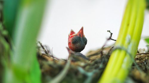 Young bird in nest