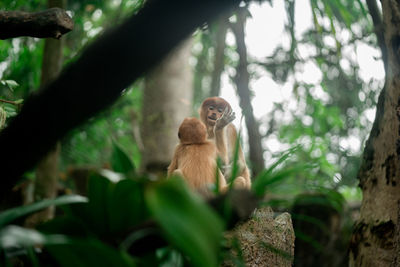 Low angle view of monkey on tree in forest
