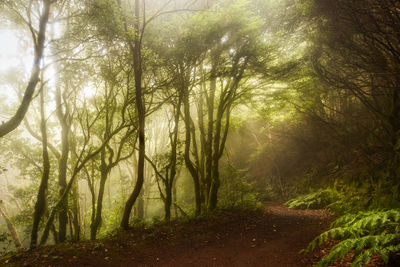 Trees in forest