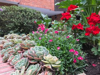 Close-up of flowers blooming outdoors