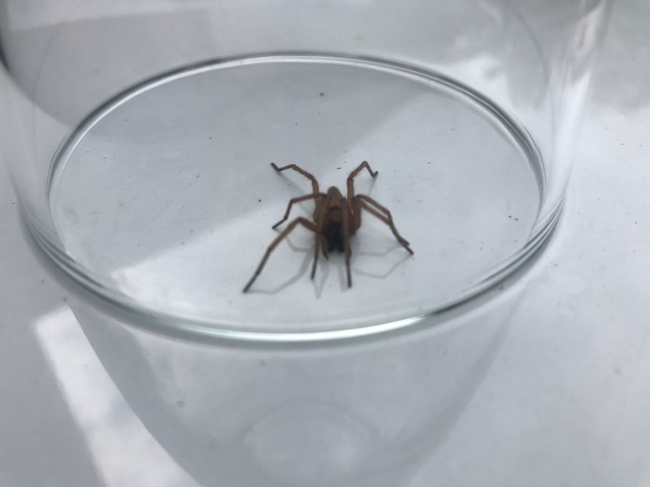 HIGH ANGLE VIEW OF SPIDER ON GLASS IN WATER
