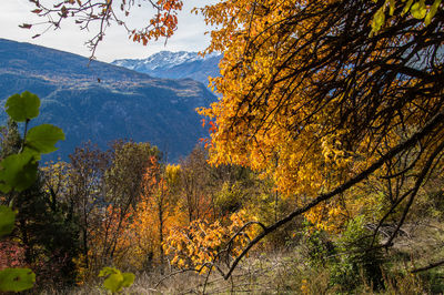 Trees on landscape during autumn