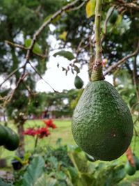 Close-up of fruits hanging on tree