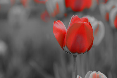 Close-up of red poppy tulip