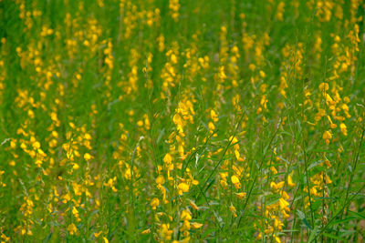 Close-up of yellow flowering plants on field