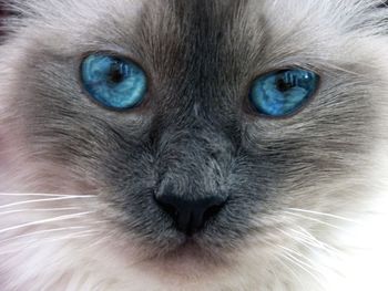 Close-up portrait of a cat