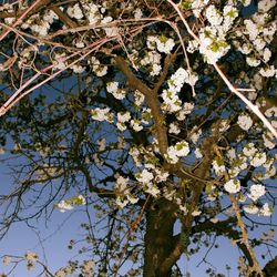 Low angle view of cherry blossoms in spring