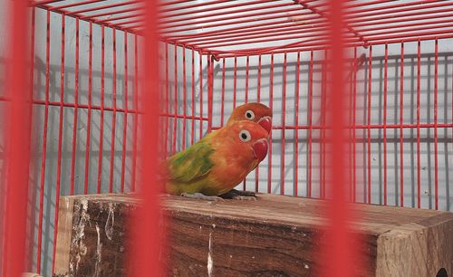 Close-up of parrot perching in cage