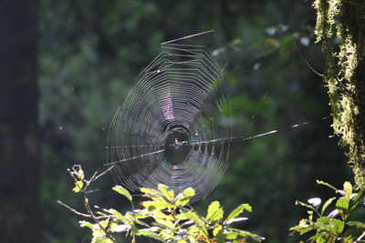 Close-up of spider web on a tree