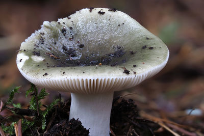 Close-up of mushroom growing on field