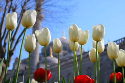 Close-up of flowering plants against sky