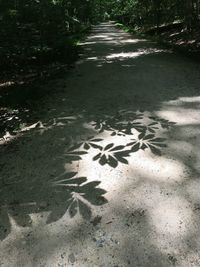 Narrow stream along trees