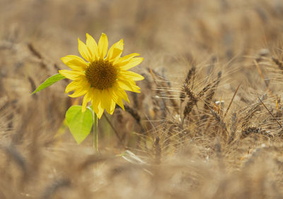 Close-up of yellow flowering plant on field